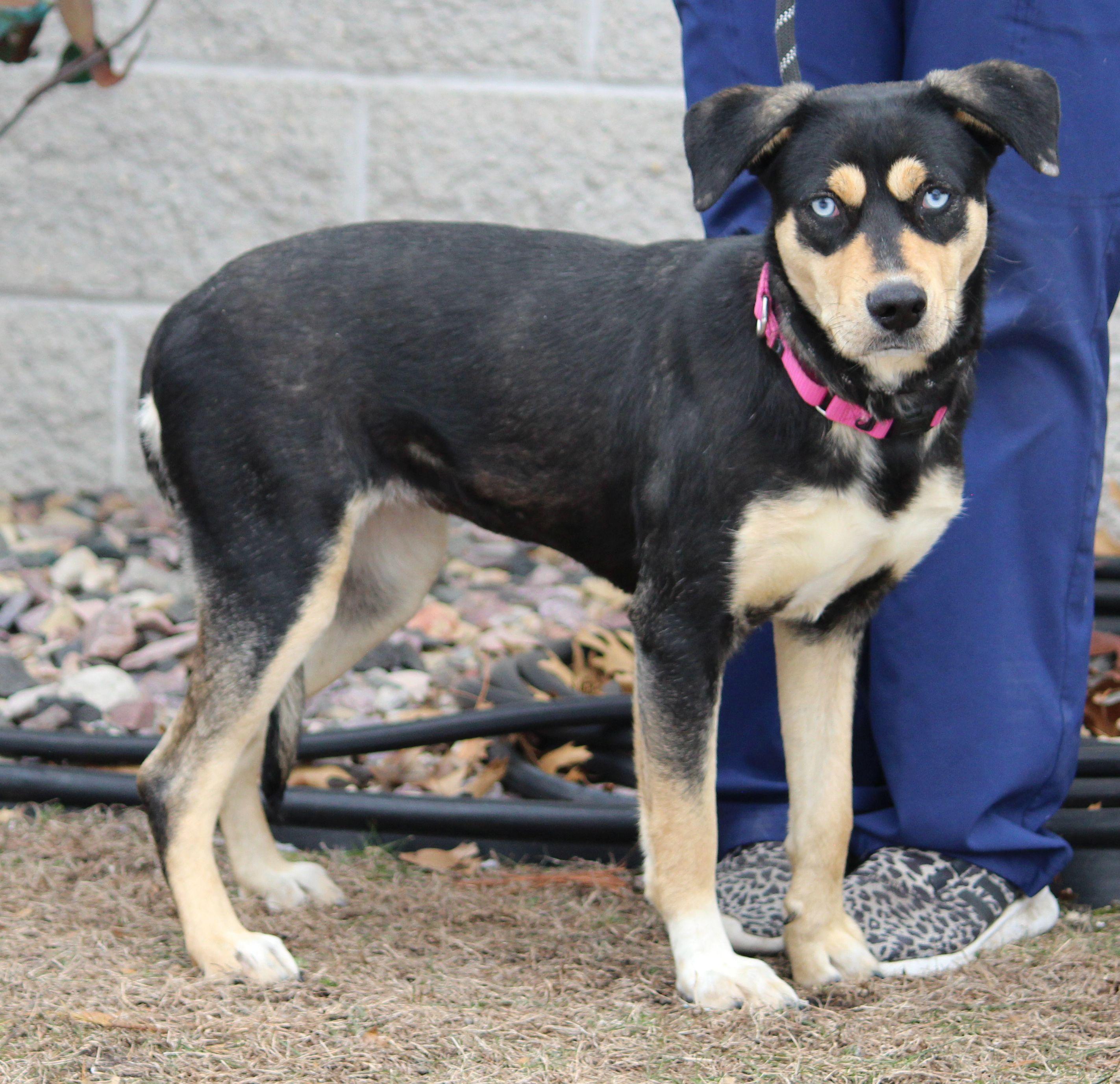 Juanita, ADOPTABLE, Young Female Catahoula Leopard Dog.