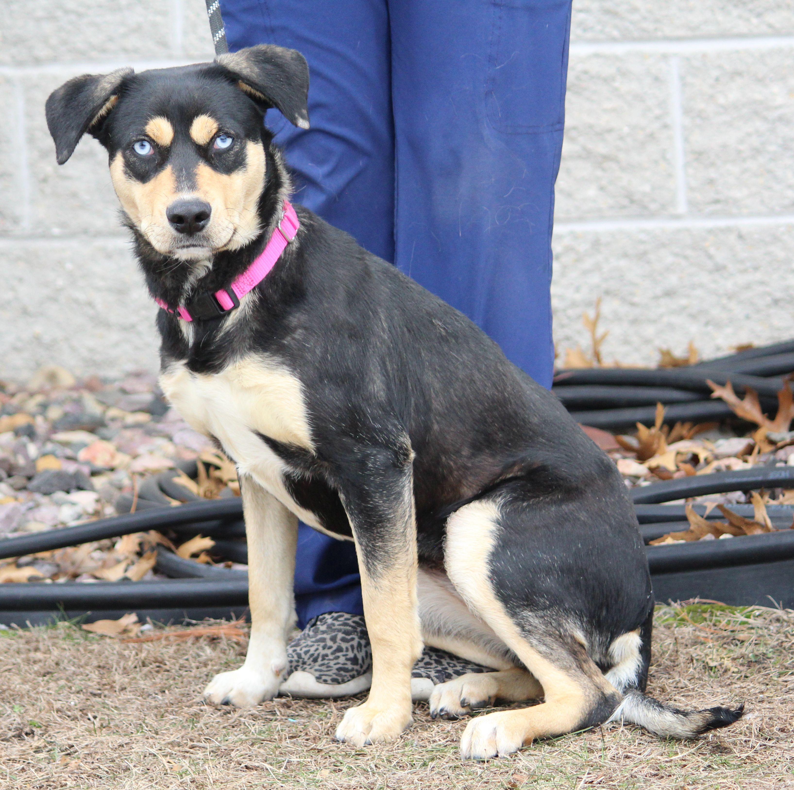 Enlarge Juanita, a ADOPTABLE mixed breed in Portage, WI image 2/4
