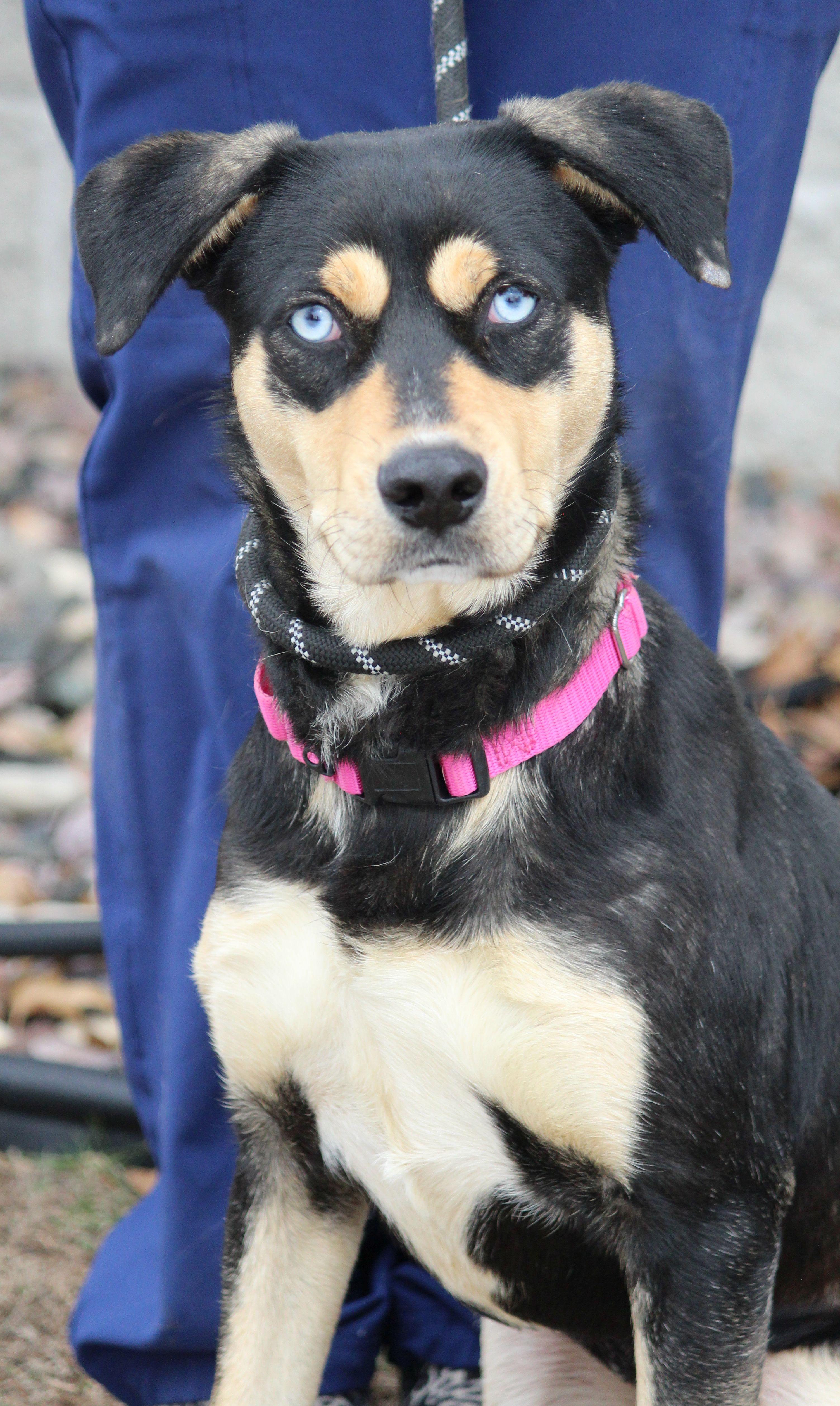 Enlarge Juanita, a ADOPTABLE mixed breed in Portage, WI image 4/4
