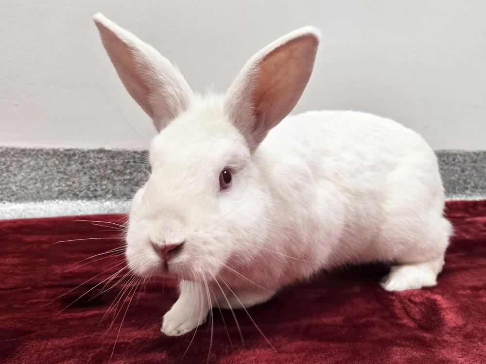 Enlarge Pilsner, a Adoptable Bunny Rabbit in Westford, MA image 1/6