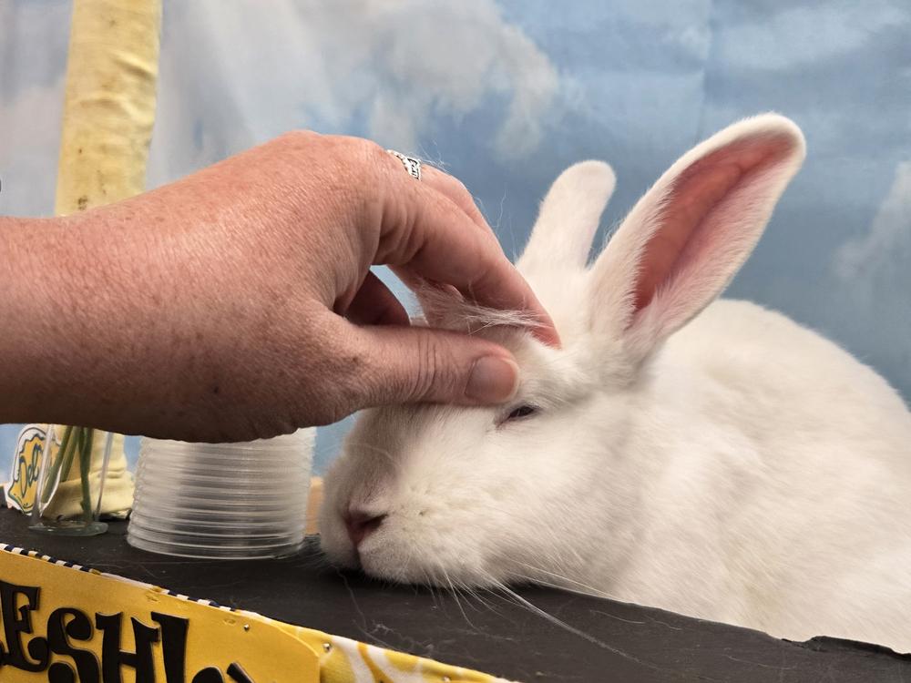 Enlarge Pilsner, a Adoptable Bunny Rabbit in Westford, MA image 2/6