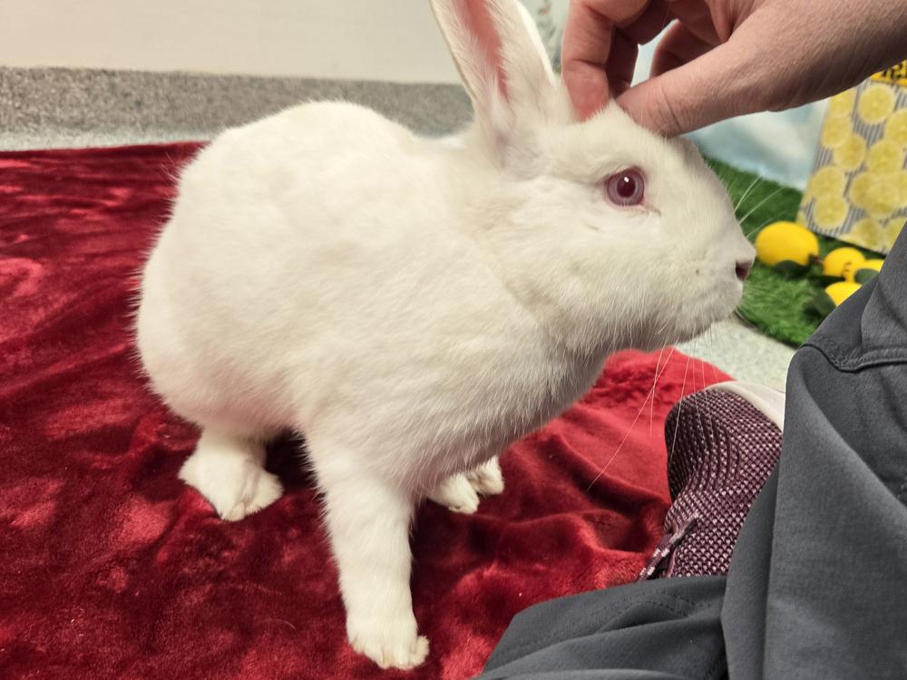 Enlarge Pilsner, a Adoptable Bunny Rabbit in Westford, MA image 3/6