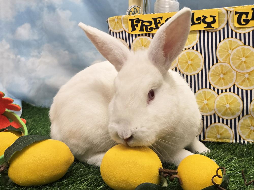 Enlarge Pilsner, a Adoptable Bunny Rabbit in Westford, MA image 3/6