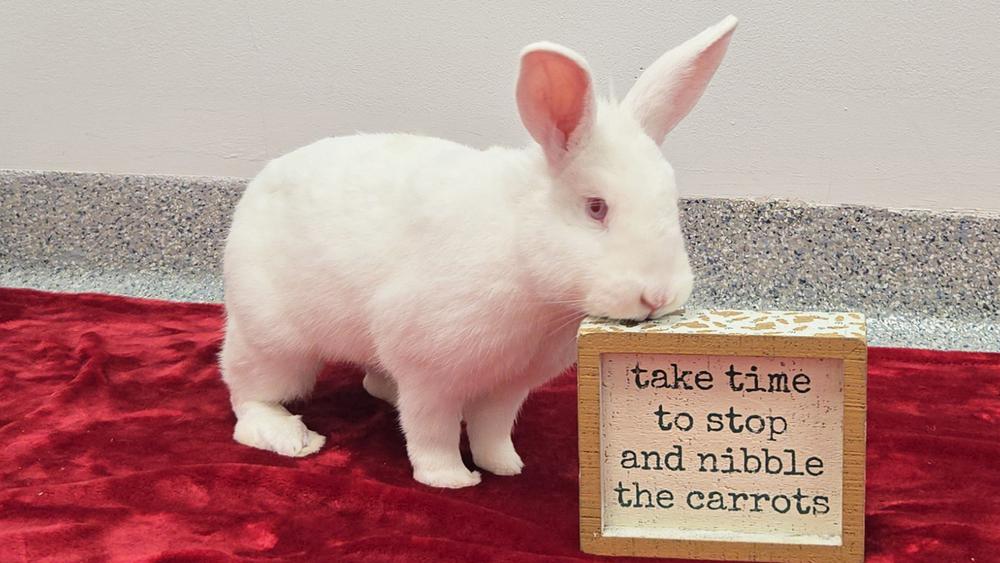 Enlarge Pilsner, a Adoptable Bunny Rabbit in Westford, MA image 4/6