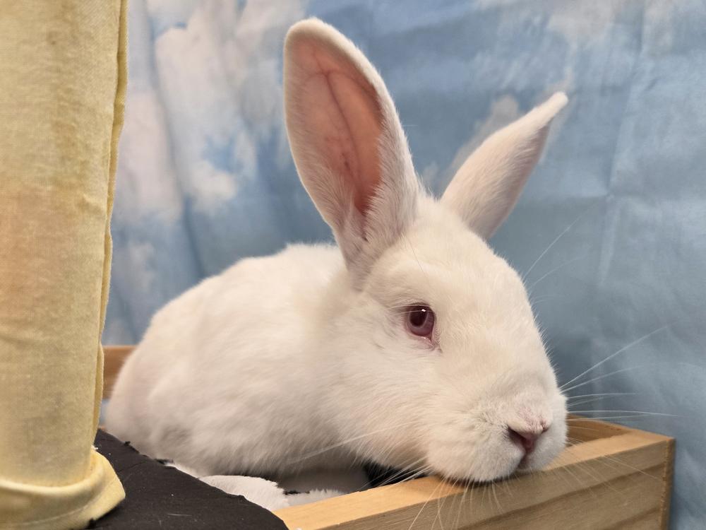 Enlarge Pilsner, a Adoptable Bunny Rabbit in Westford, MA image 5/6
