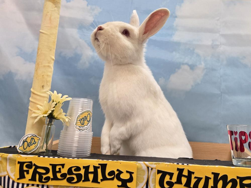Enlarge Pilsner, a Adoptable Bunny Rabbit in Westford, MA image 6/6