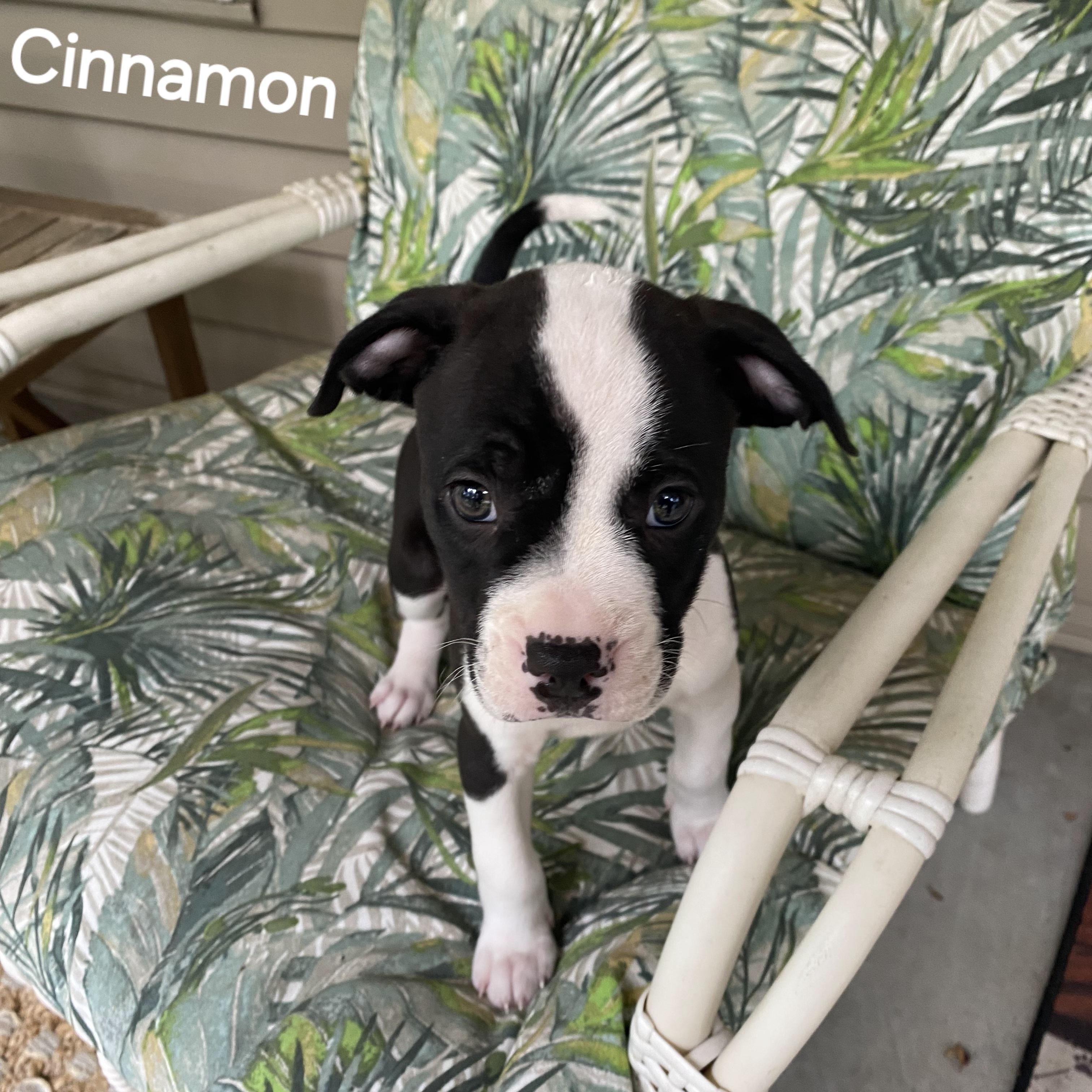 Cinnamon photo 1