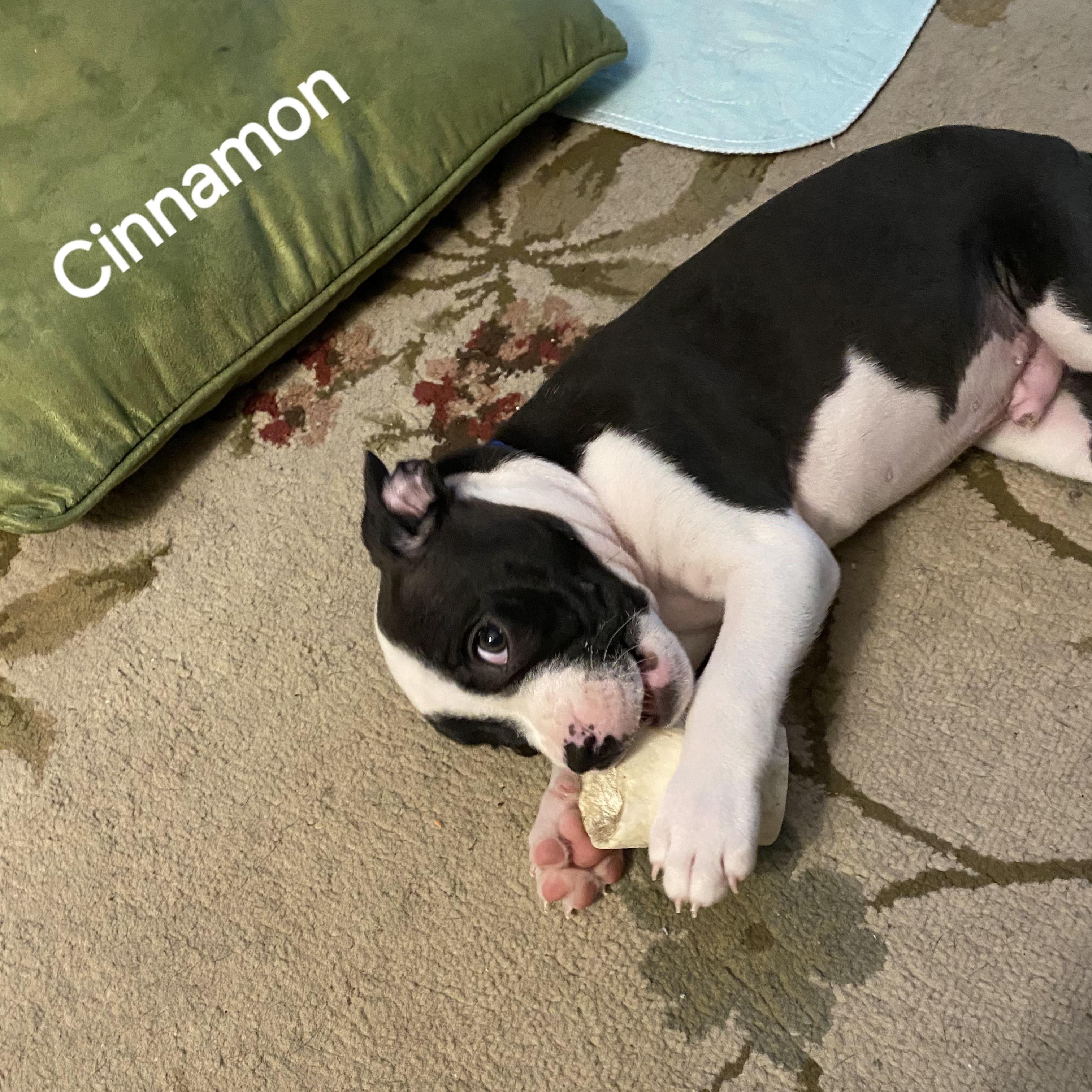 Cinnamon thumbnail 2