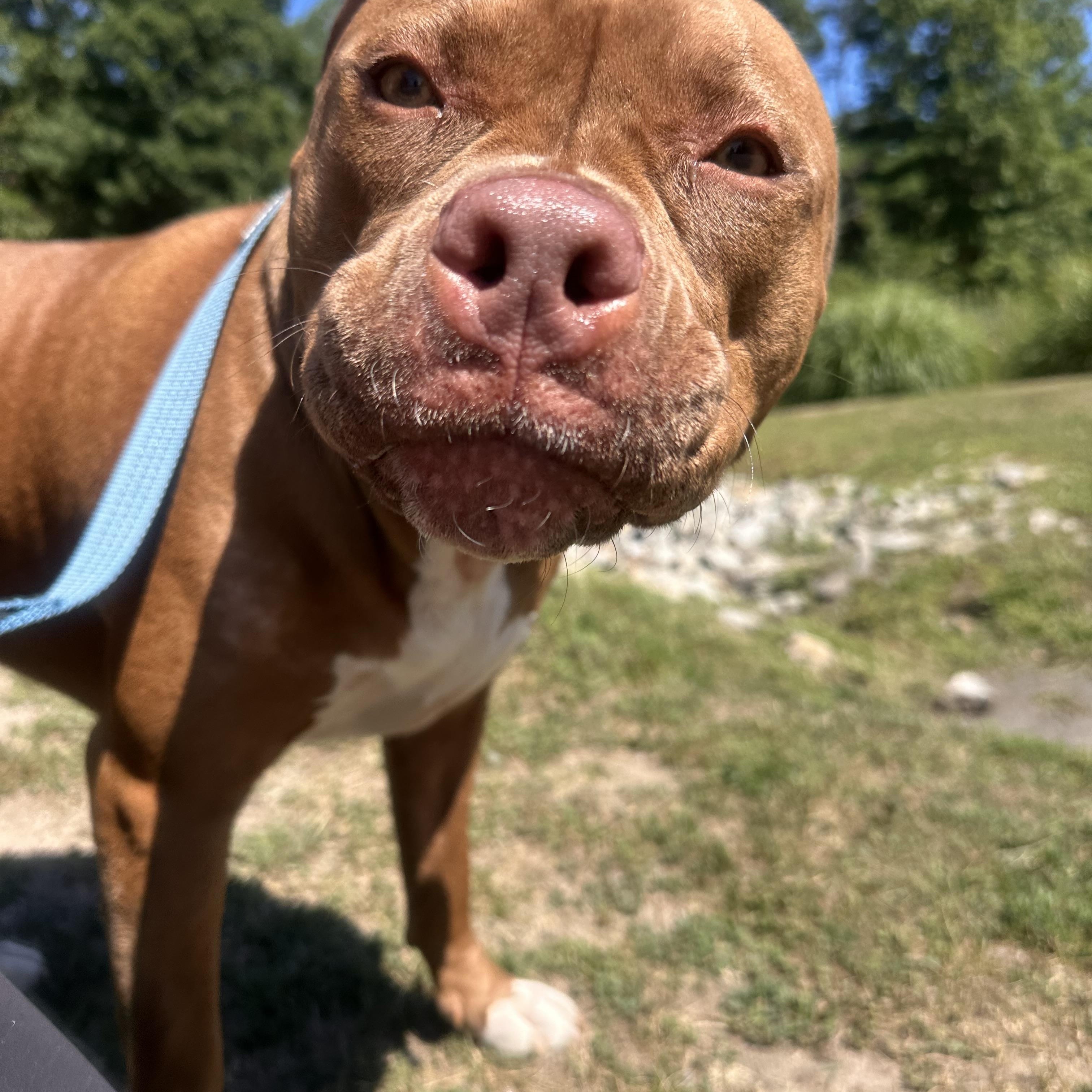 Enlarge Molly, a Adoptable mixed breed in Pembroke, MA image 3/5