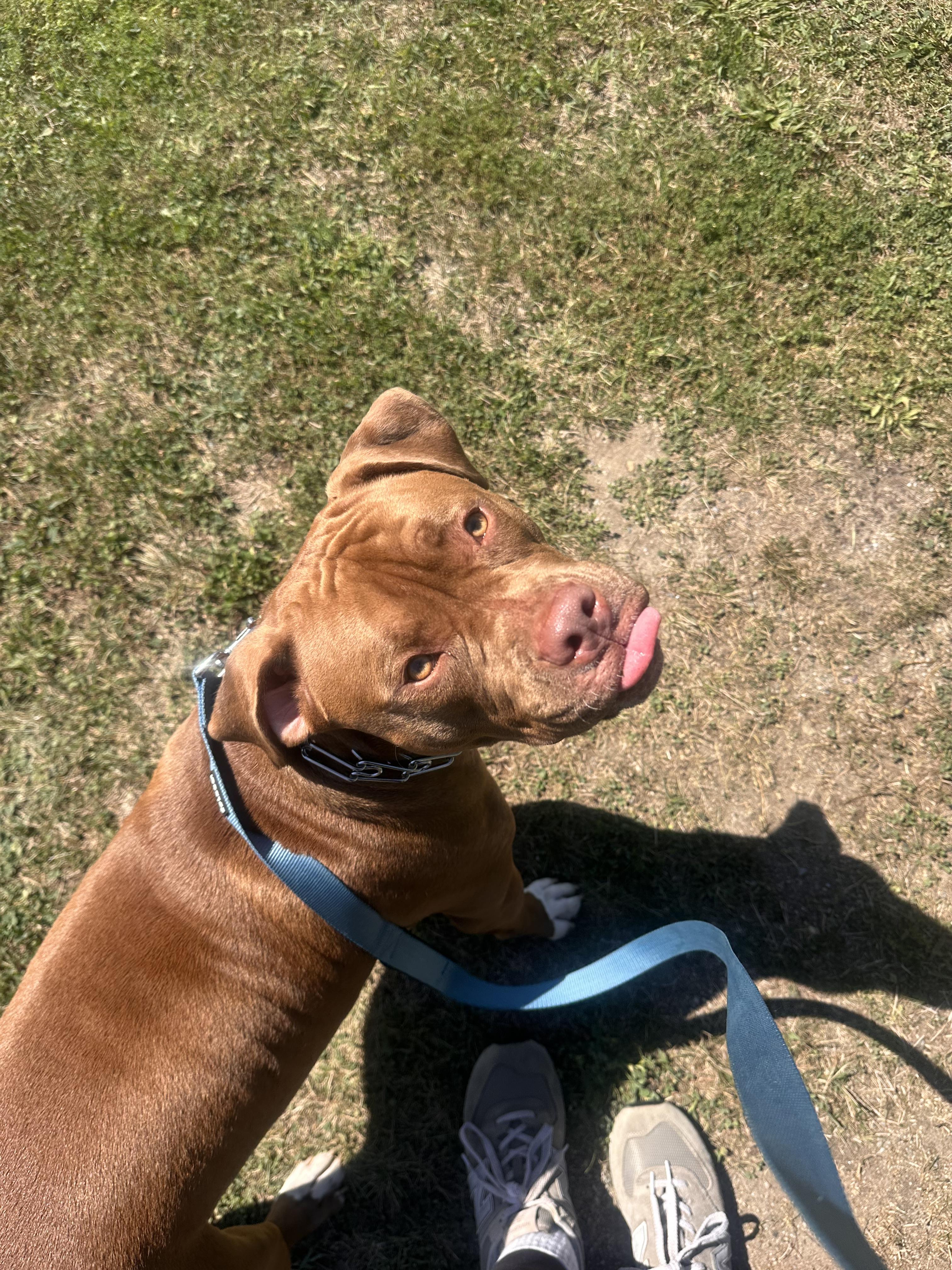 Enlarge Molly, a Adoptable mixed breed in Pembroke, MA image 5/5