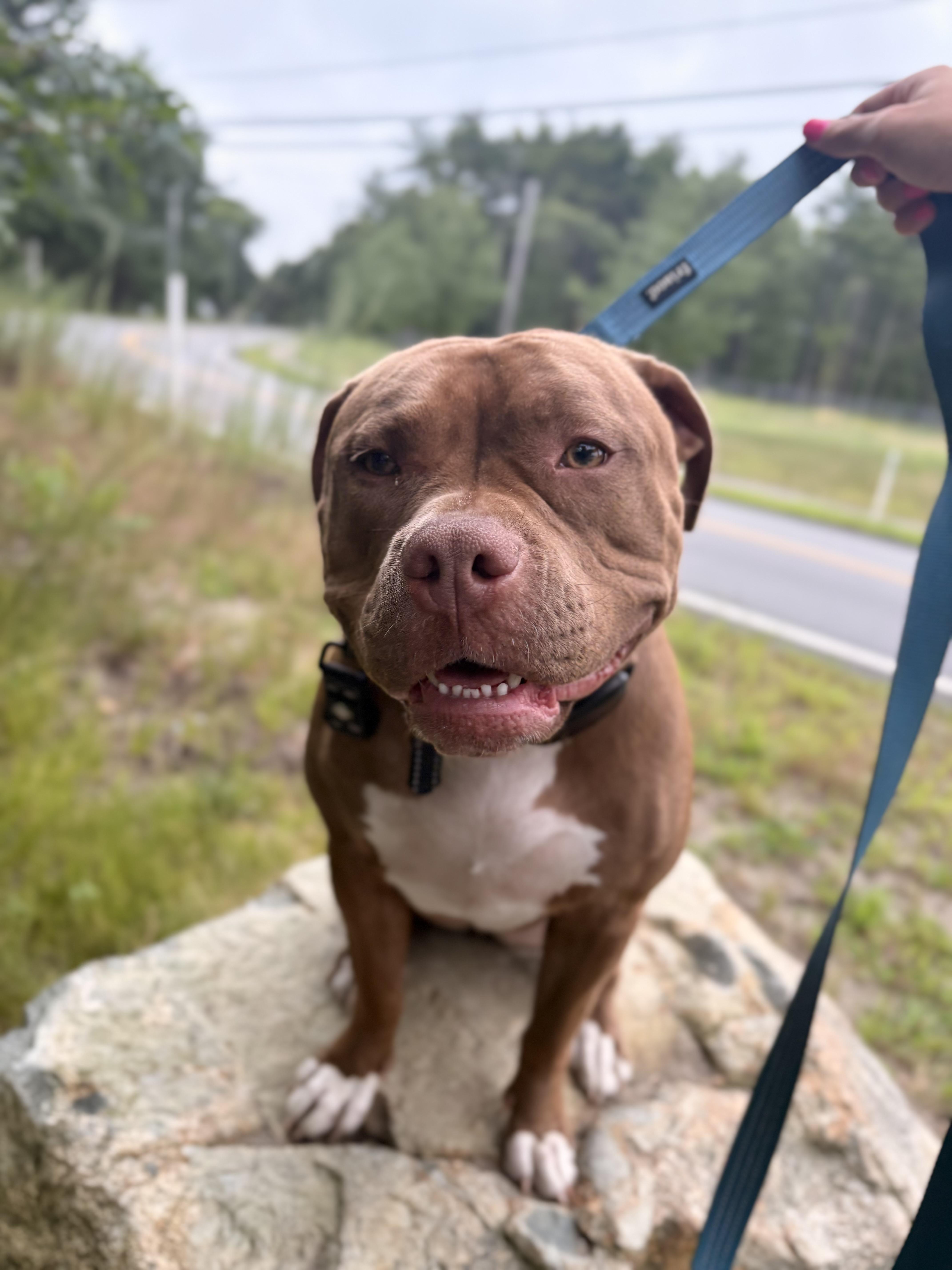 Molly, Adoptable, Young Female Pit Bull Terrier.