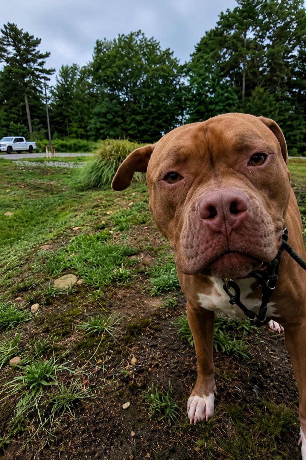 Enlarge Molly, a Adoptable mixed breed in Pembroke, MA image 4/5