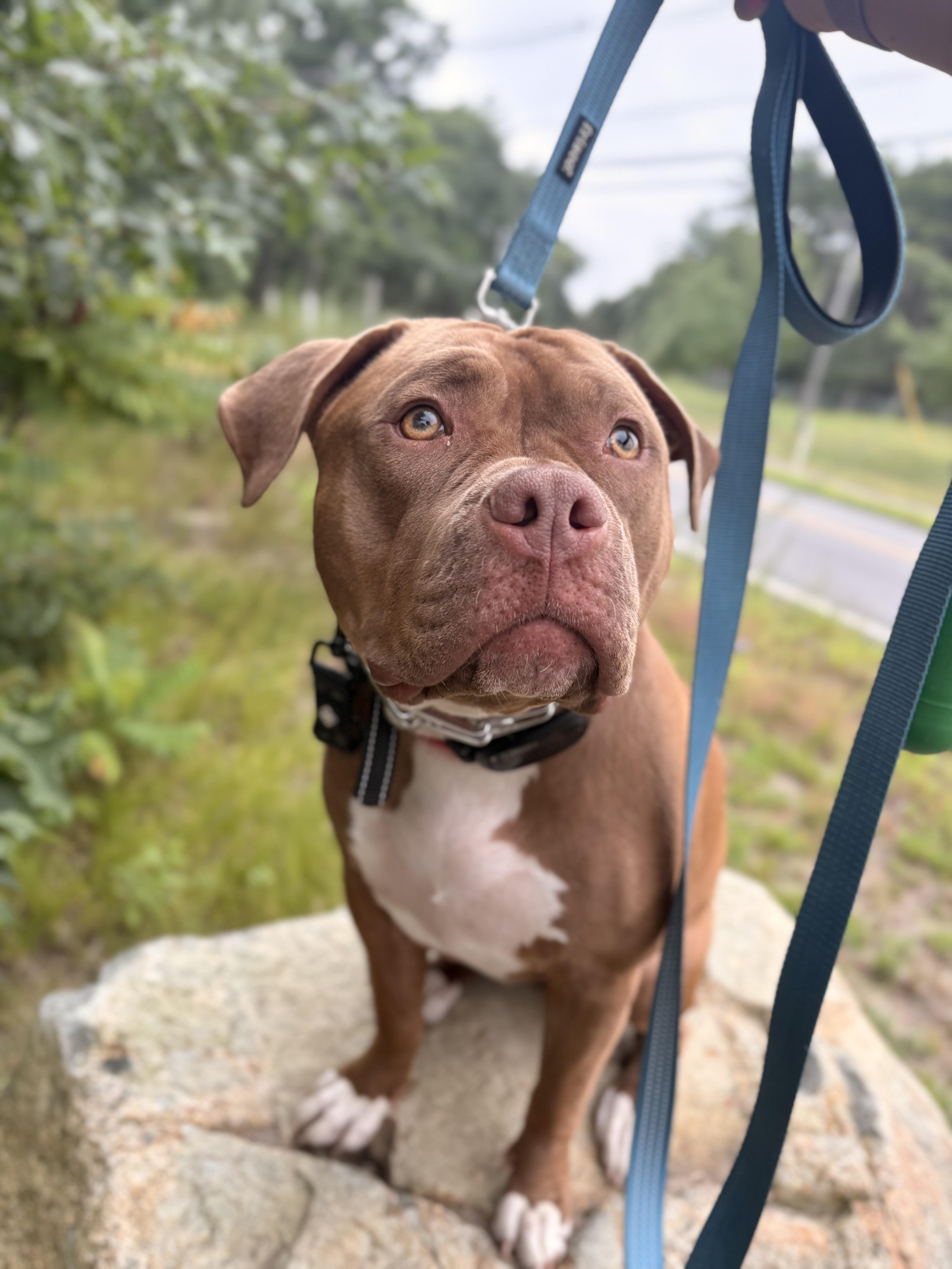 Enlarge Molly, a Adoptable mixed breed in Pembroke, MA image 2/5