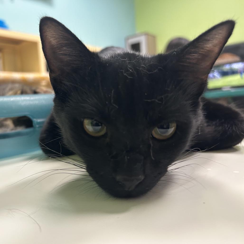 Binx, Adoptable, Young Male Domestic Short Hair.