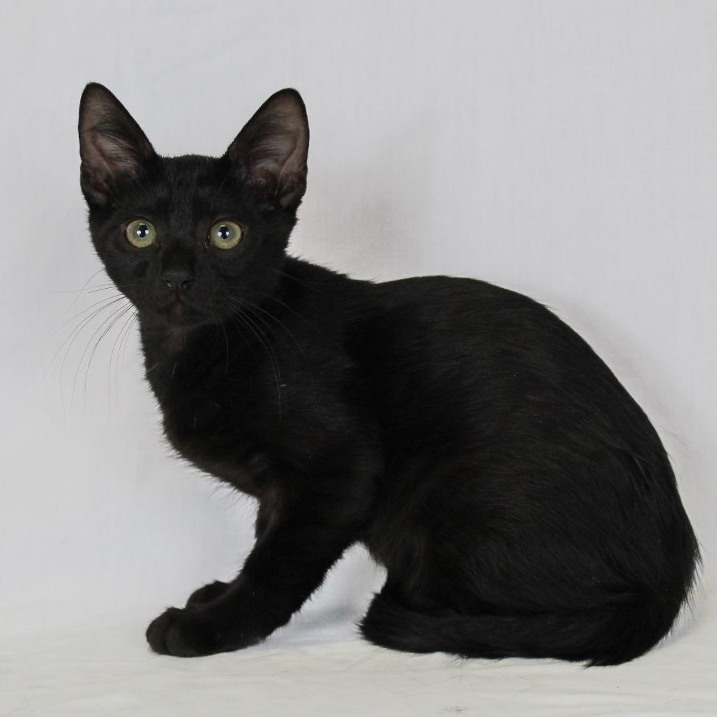 Enlarge Binx, a Adoptable Domestic Short Hair in Webster, TX image 2/6