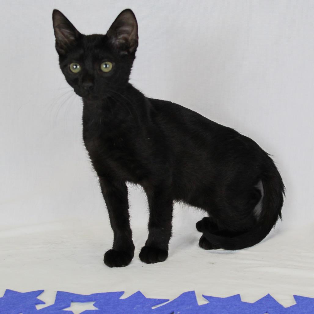 Enlarge Binx, a Adoptable Domestic Short Hair in Webster, TX image 3/6