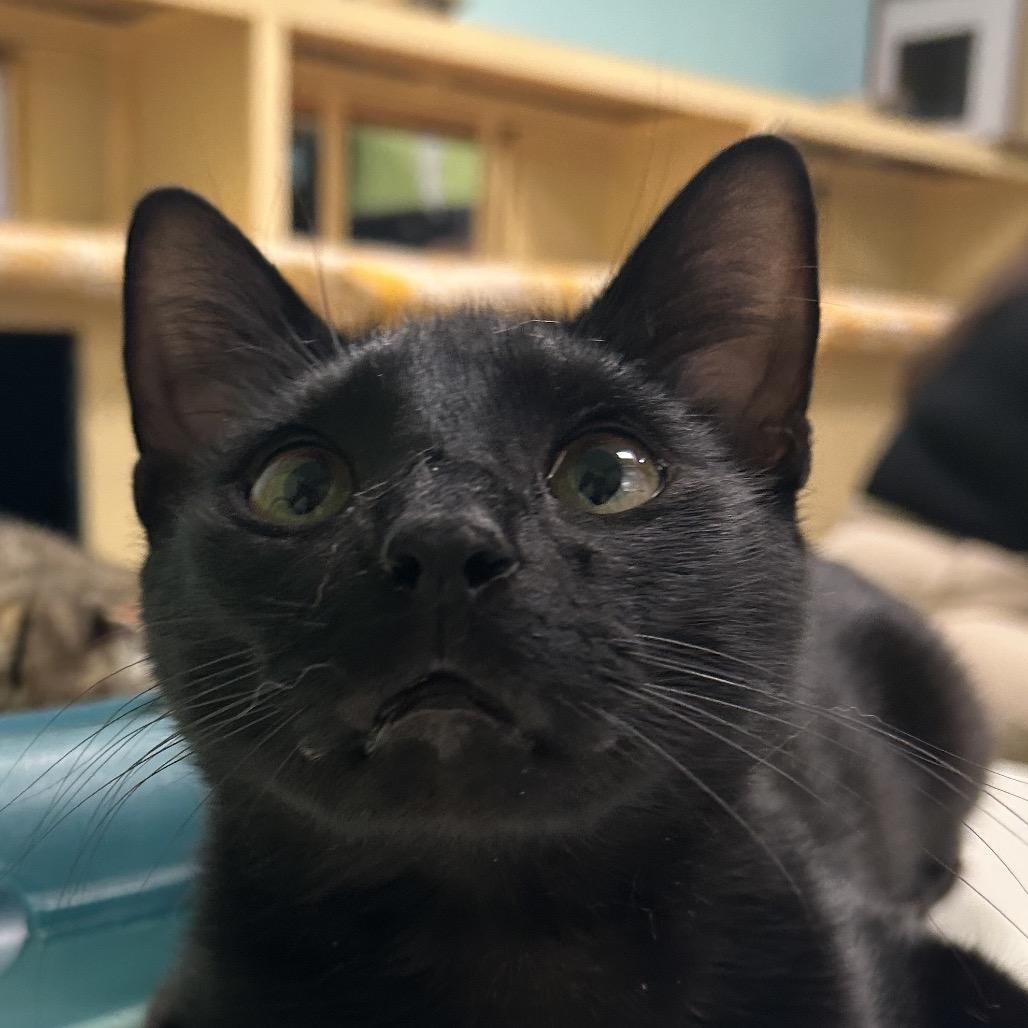 Enlarge Binx, a Adoptable Domestic Short Hair in Webster, TX image 4/6