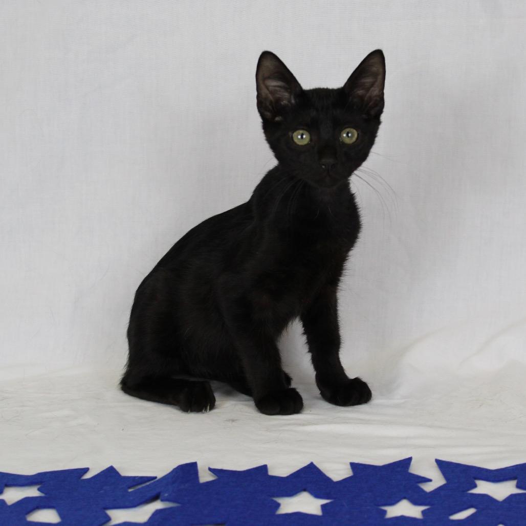 Enlarge Binx, a Adoptable Domestic Short Hair in Webster, TX image 5/6