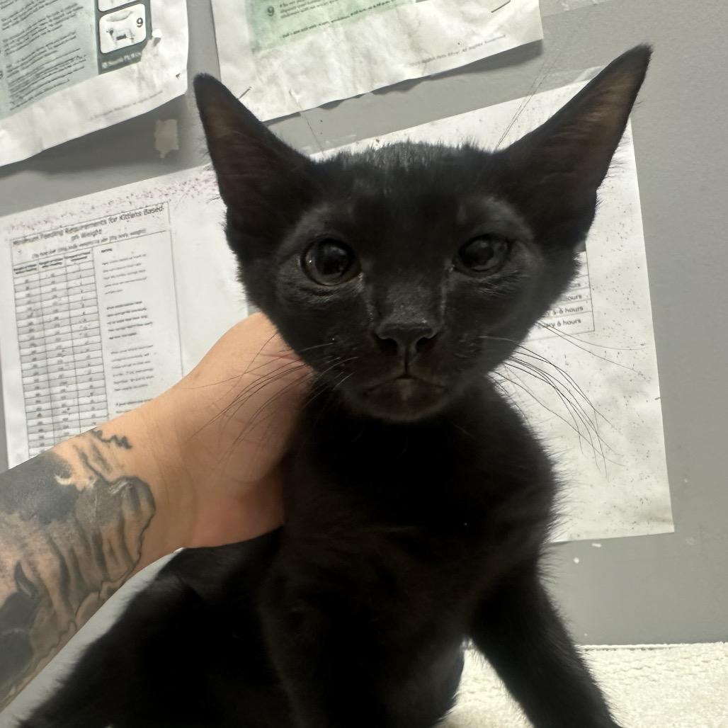 Enlarge Binx, a Adoptable Domestic Short Hair in Webster, TX image 6/6