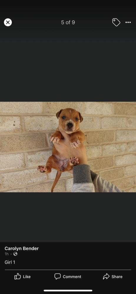 Enlarge Aspen, a Adopted mixed breed in Sealy, TX image 1/2