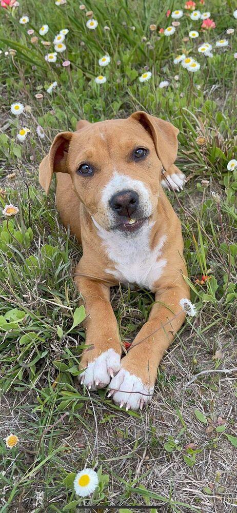 Enlarge Aspen, a Adopted mixed breed in Sealy, TX image 2/2