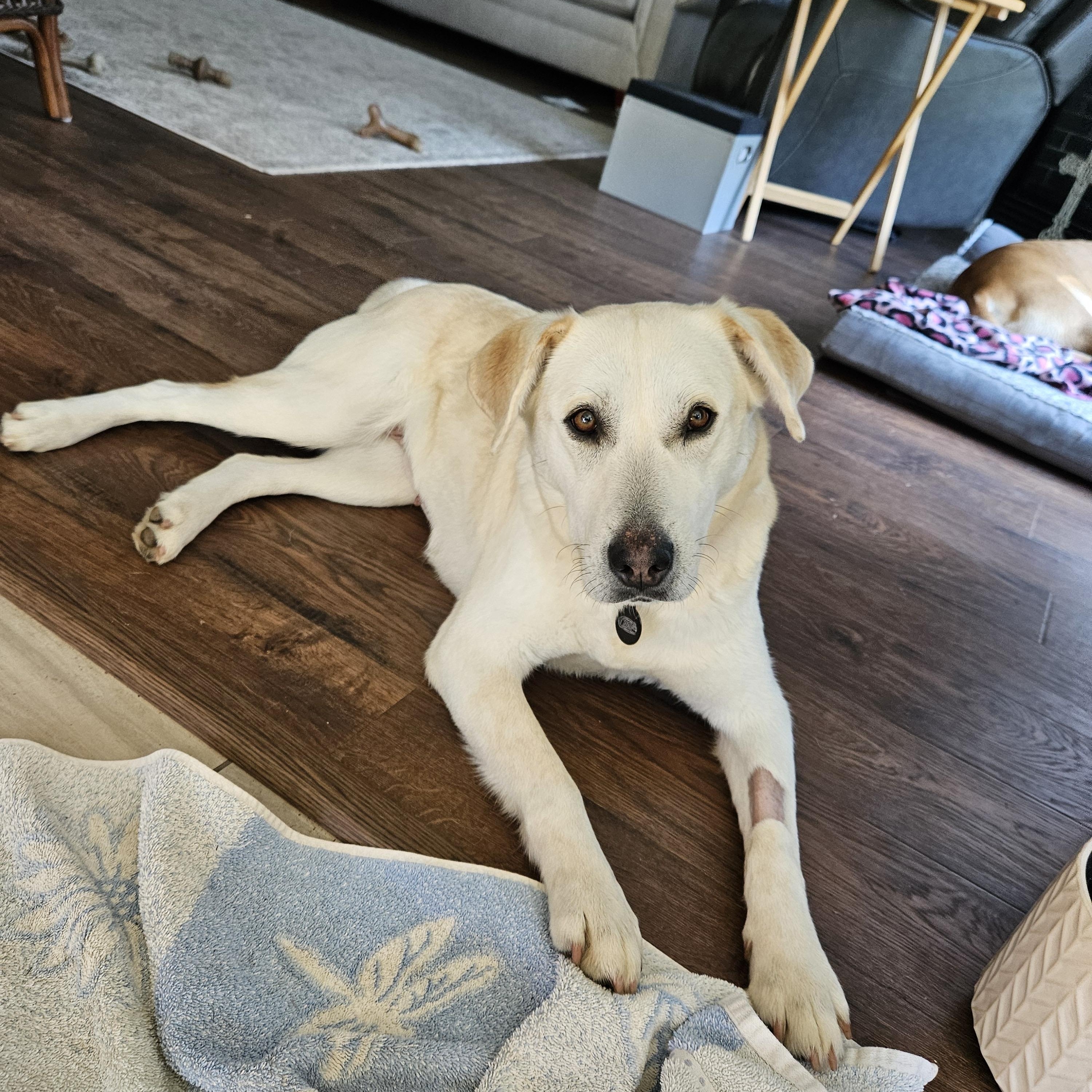 lab rescue broken arrow Black Friday Buy Now