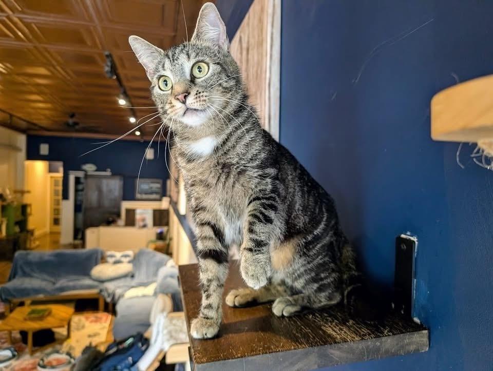 Enlarge Big Momma, a Adoptable Domestic Short Hair in Lewisburg, PA image 1/3
