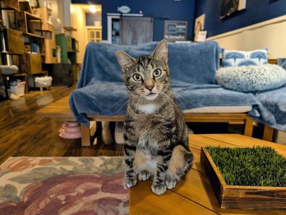 Enlarge Big Momma, a Adoptable Domestic Short Hair in Lewisburg, PA image 2/3