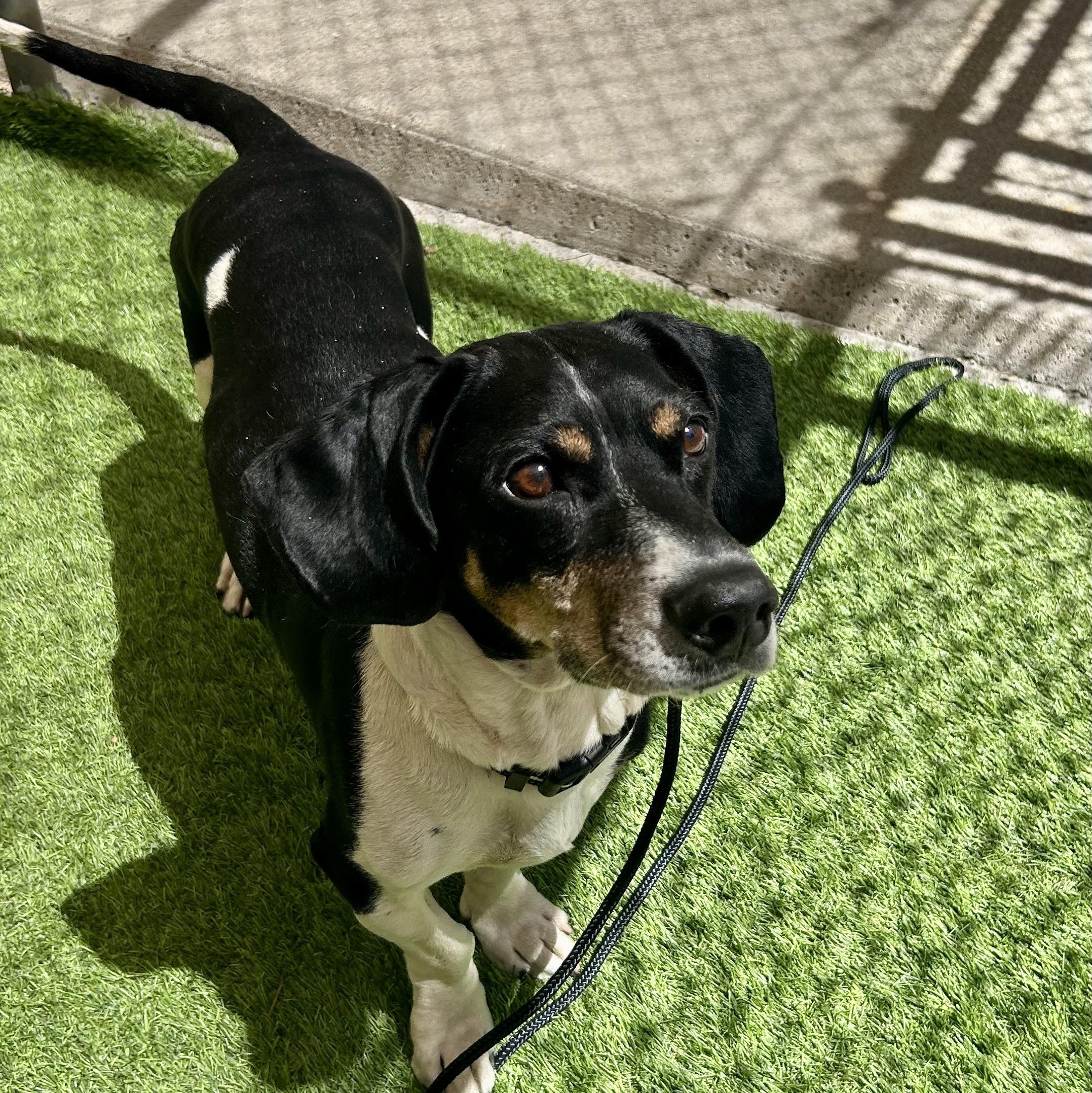 Duncan- Short Stack Basset Hound Dog