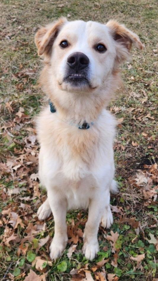 Mellow, Adopted, Adult Male Golden Retriever & Mixed Breed.