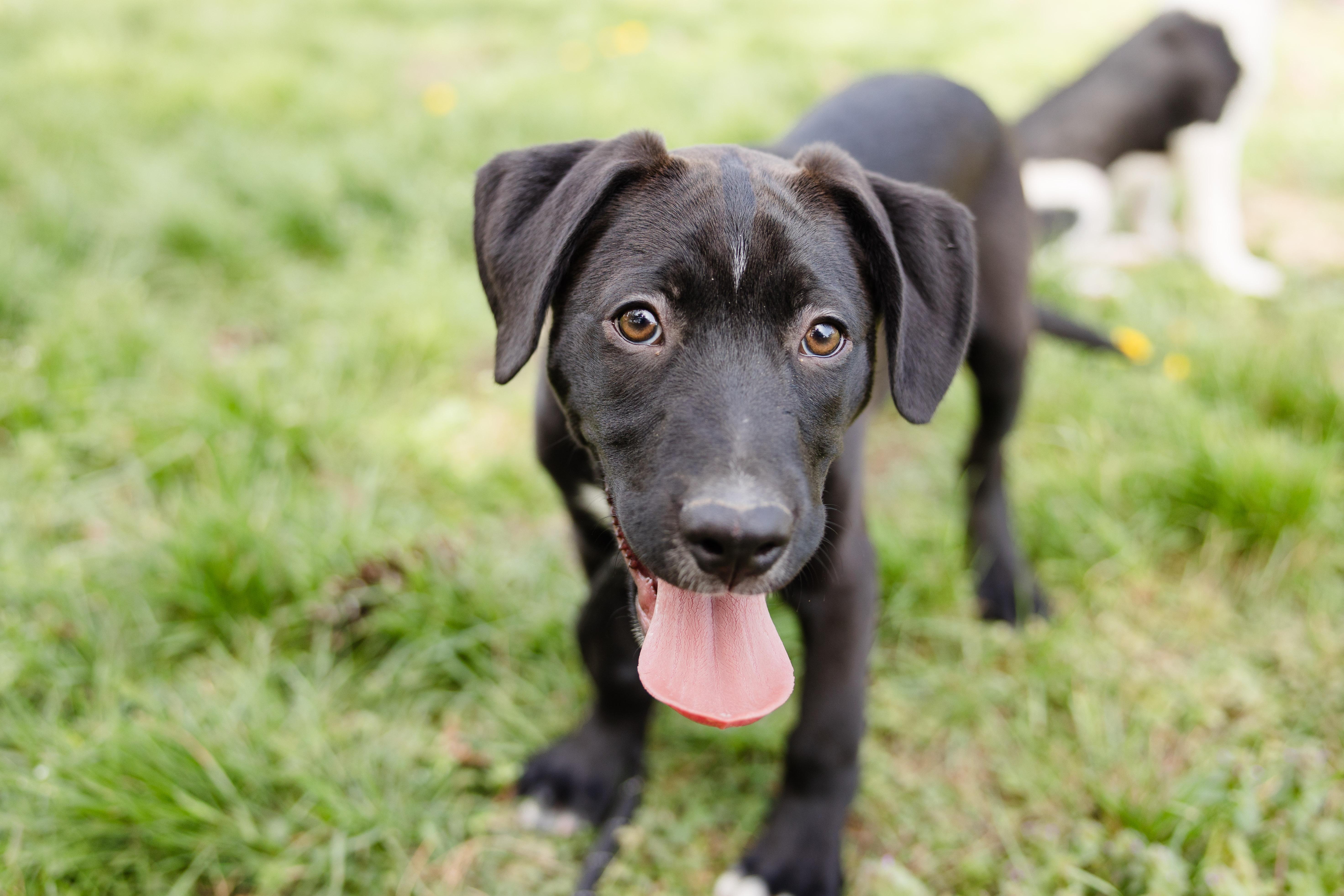 Enlarge Sharkboy, a ADOPTABLE mixed breed in Newburgh, IN image 2/3