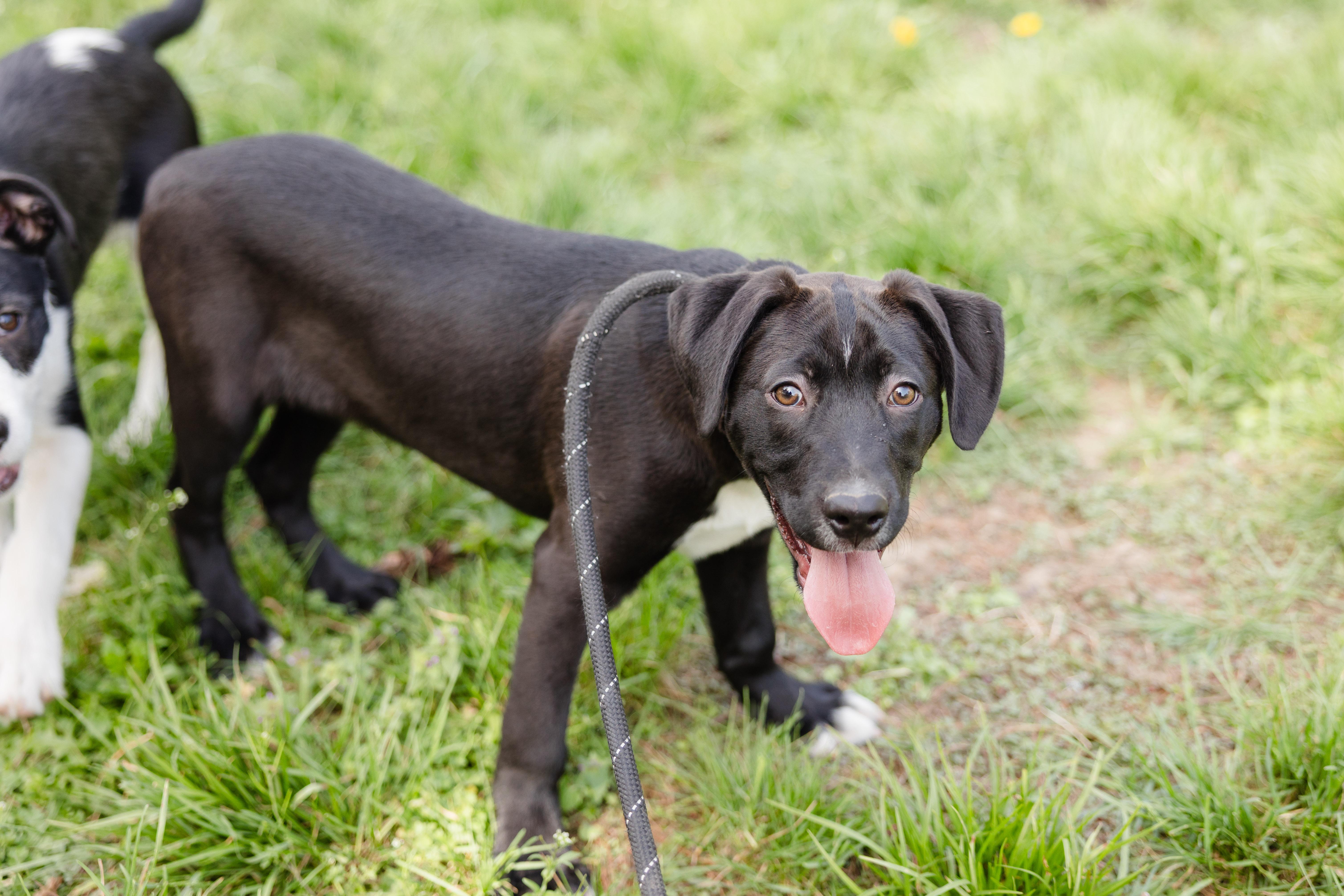 Sharkboy, adopted, Puppy Male Labrador Retriever & Border Collie.