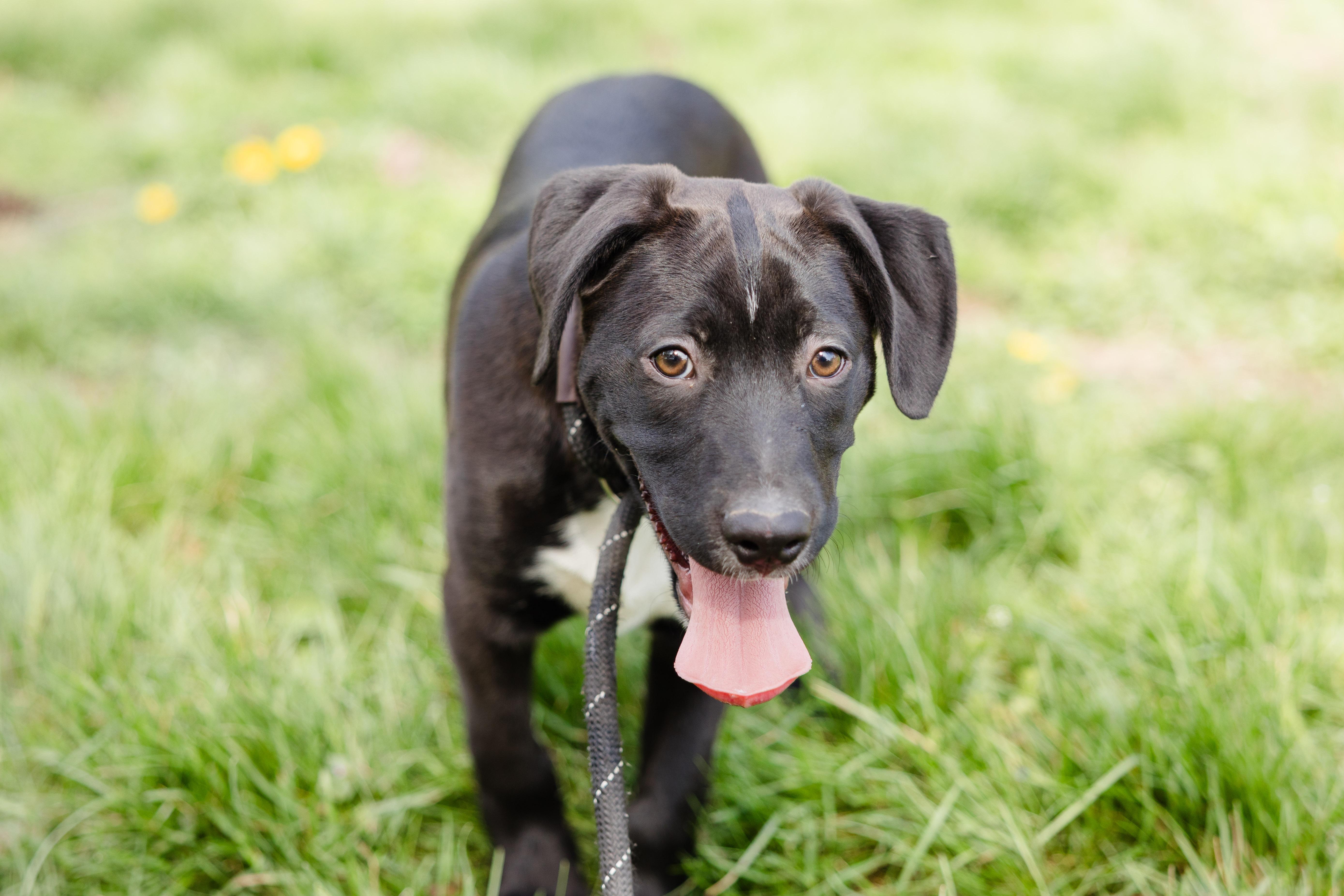 Enlarge Sharkboy, a ADOPTABLE mixed breed in Newburgh, IN image 3/3