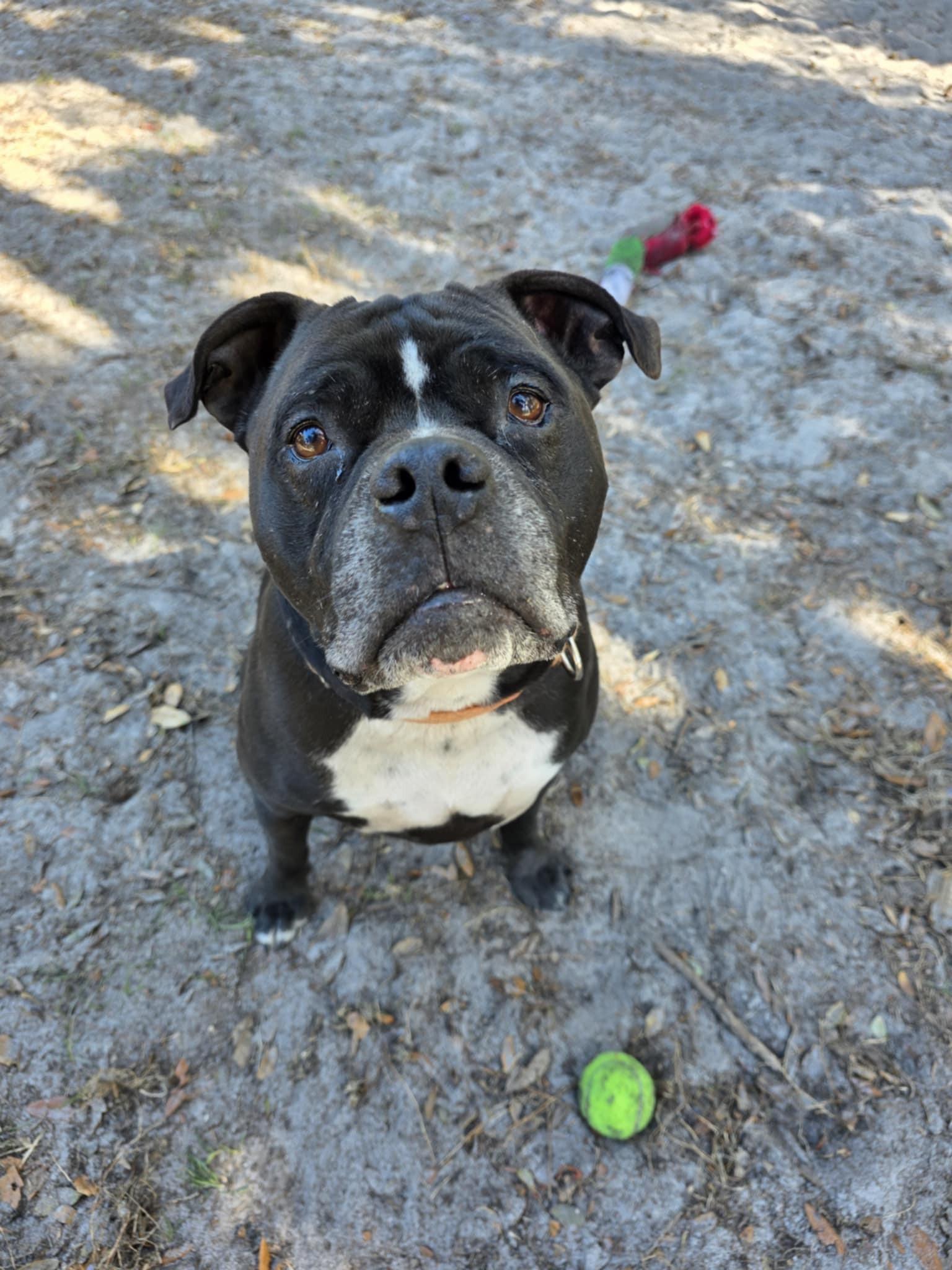 Enlarge Kane *Trained & SPONSORED*, an adopted mixed breed in Umatilla, FL image 5/5