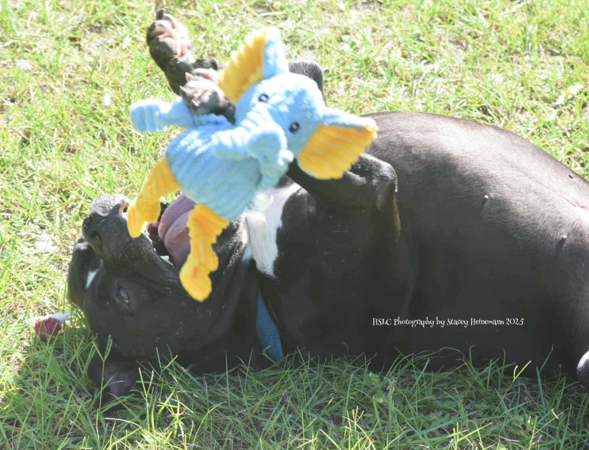 Enlarge Kane *Trained & SPONSORED*, an adopted mixed breed in Umatilla, FL image 3/5