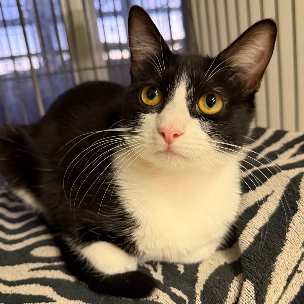 Enlarge Venus, a Adoptable Domestic Short Hair in Santa Barbara, CA image 1/2