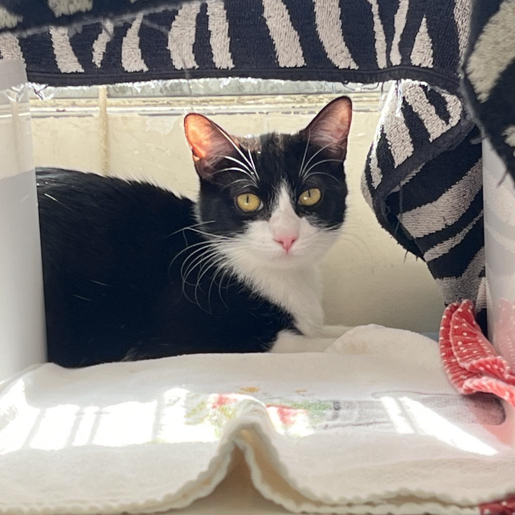 Enlarge Venus, a Adoptable Domestic Short Hair in Santa Barbara, CA image 2/2