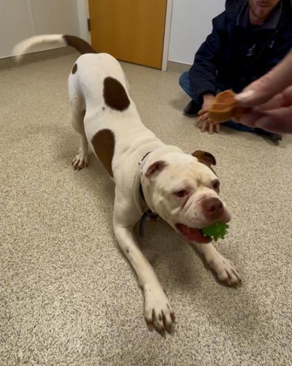 Mambo — thumbnail 2