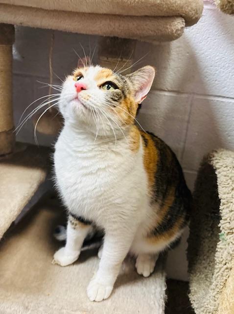 Enlarge Banka, a Adoptable Calico in Las Vegas, NV image 1/3
