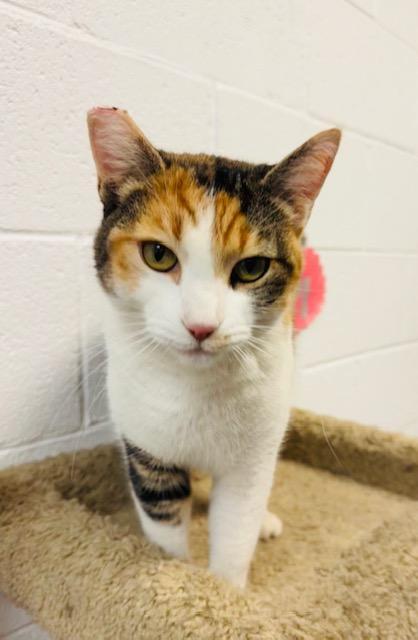 Enlarge Banka, a Adoptable Calico in Las Vegas, NV image 3/3