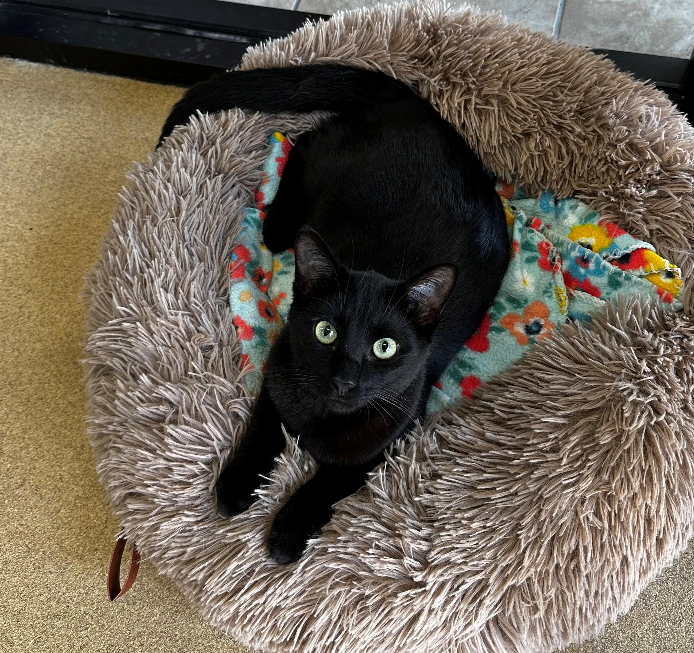 Raven, ADOPTABLE, Young Male Domestic Short Hair.