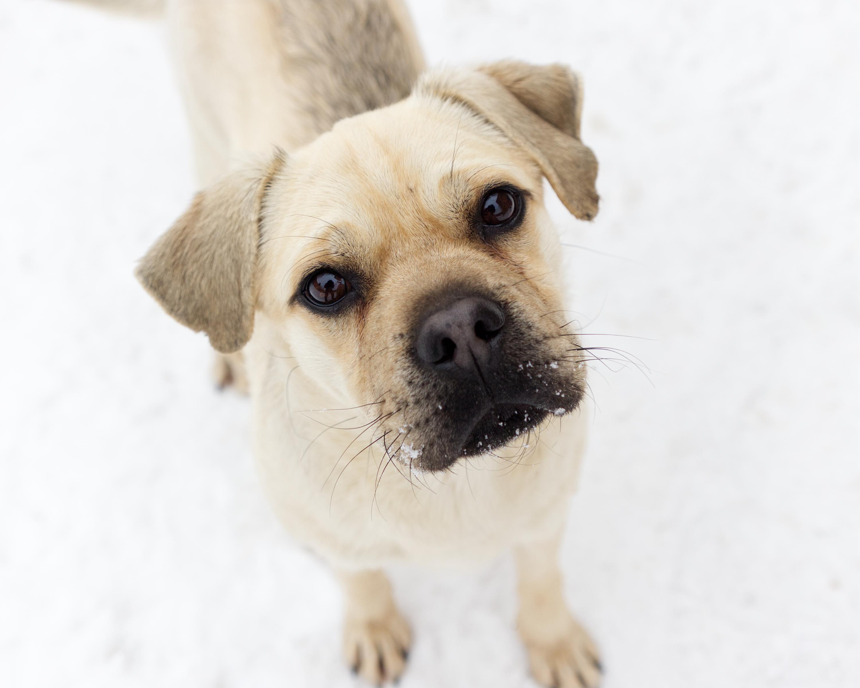 Enlarge Cartman, an adopted mixed breed in Winnipeg, MB image 1/3