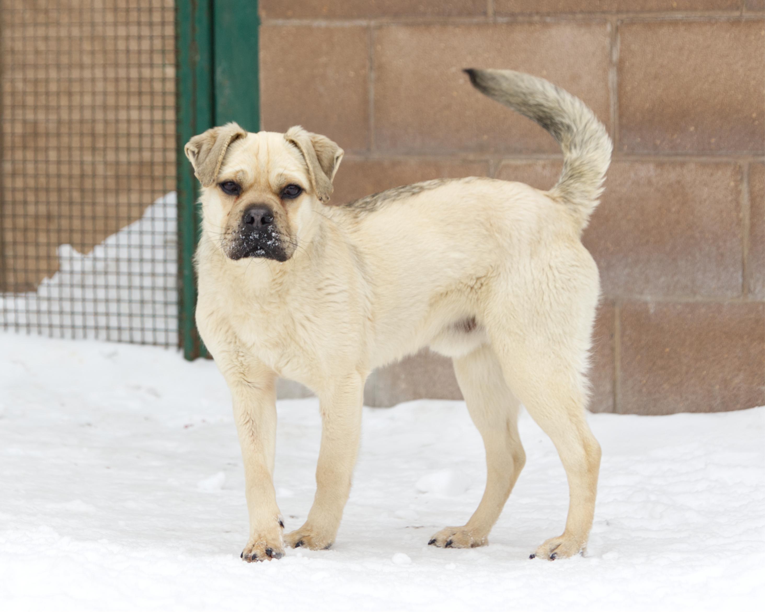 Enlarge Cartman, an adopted mixed breed in Winnipeg, MB image 2/3