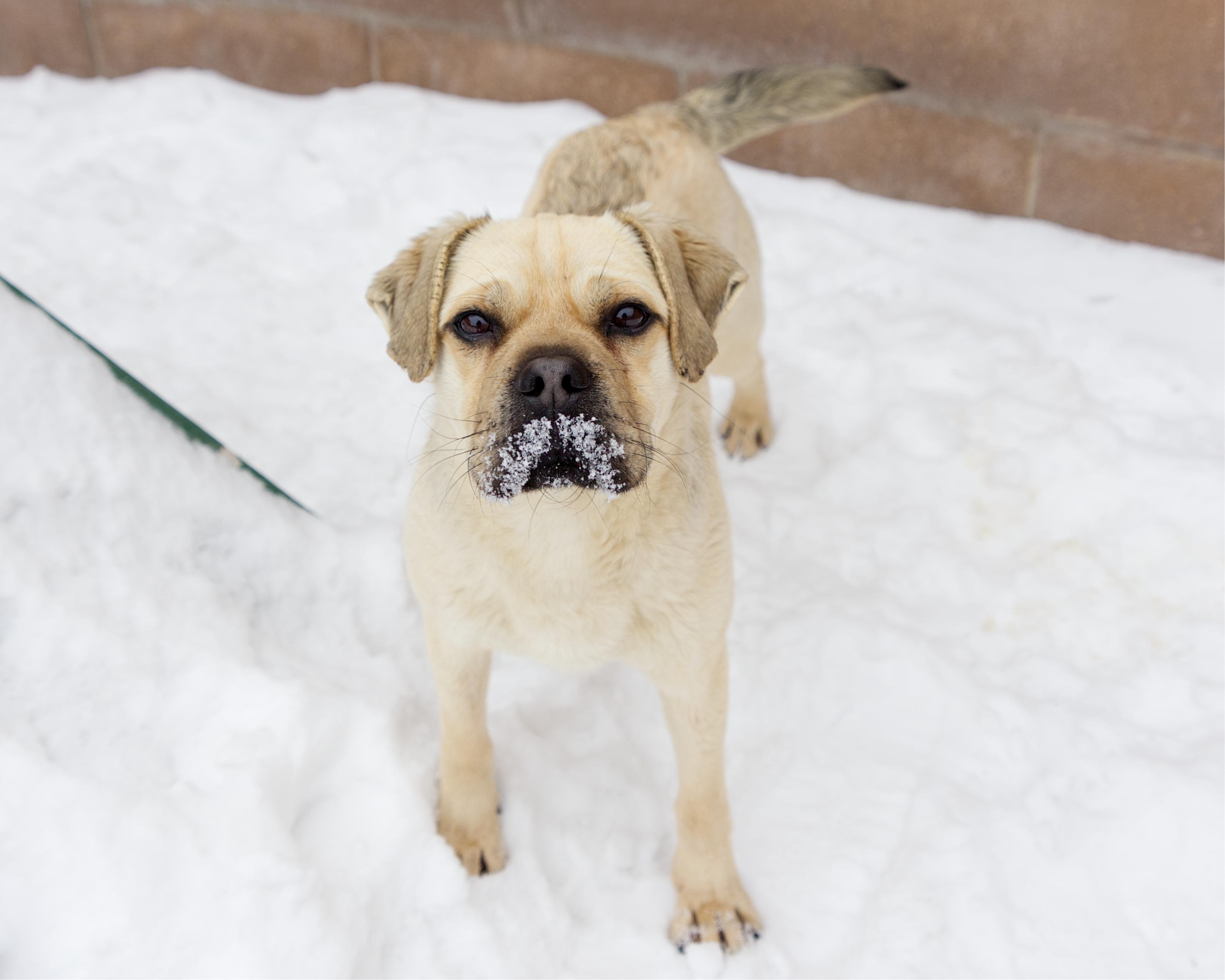 Enlarge Cartman, an adopted mixed breed in Winnipeg, MB image 3/3