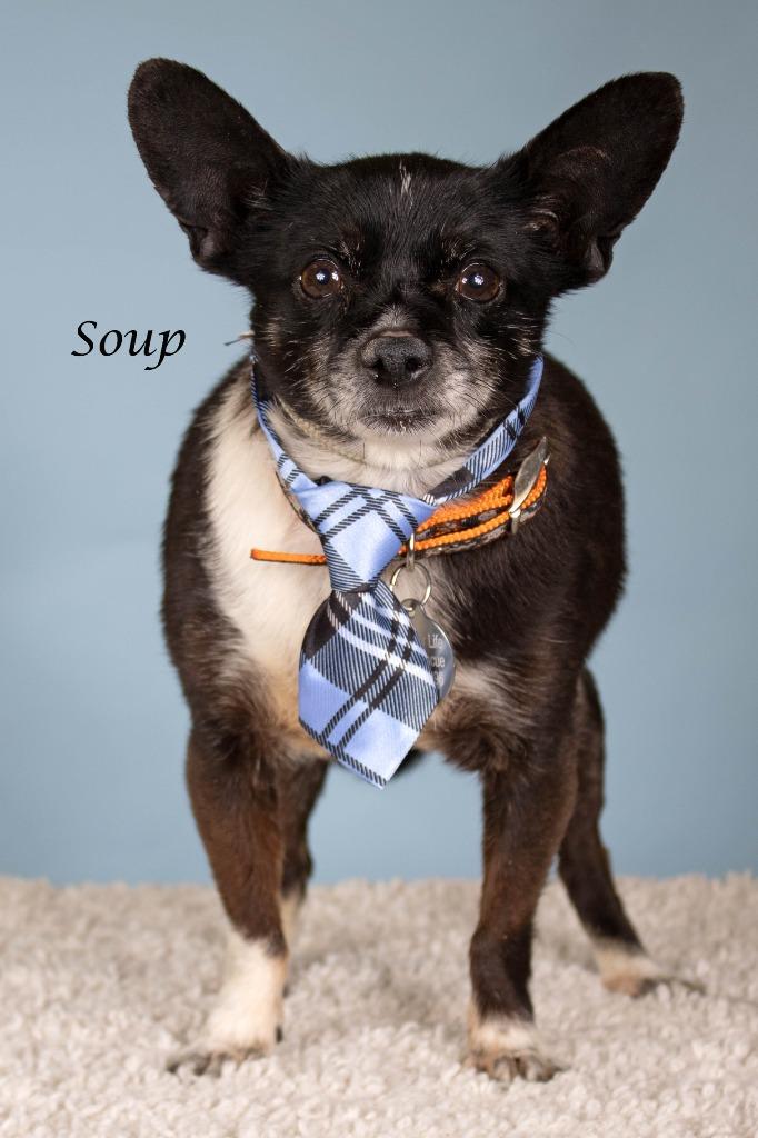Enlarge Soup, a Adoptable mixed breed in Gilbert, AZ image 2/3