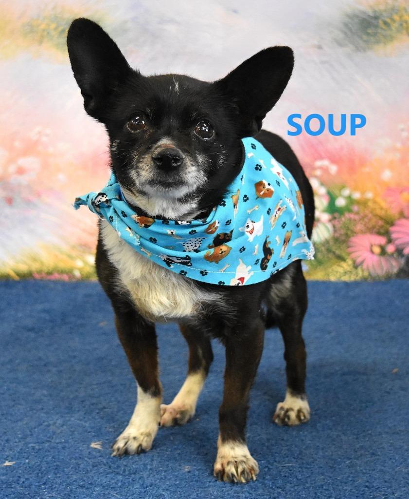 Enlarge Soup, a Adoptable mixed breed in Gilbert, AZ image 3/3