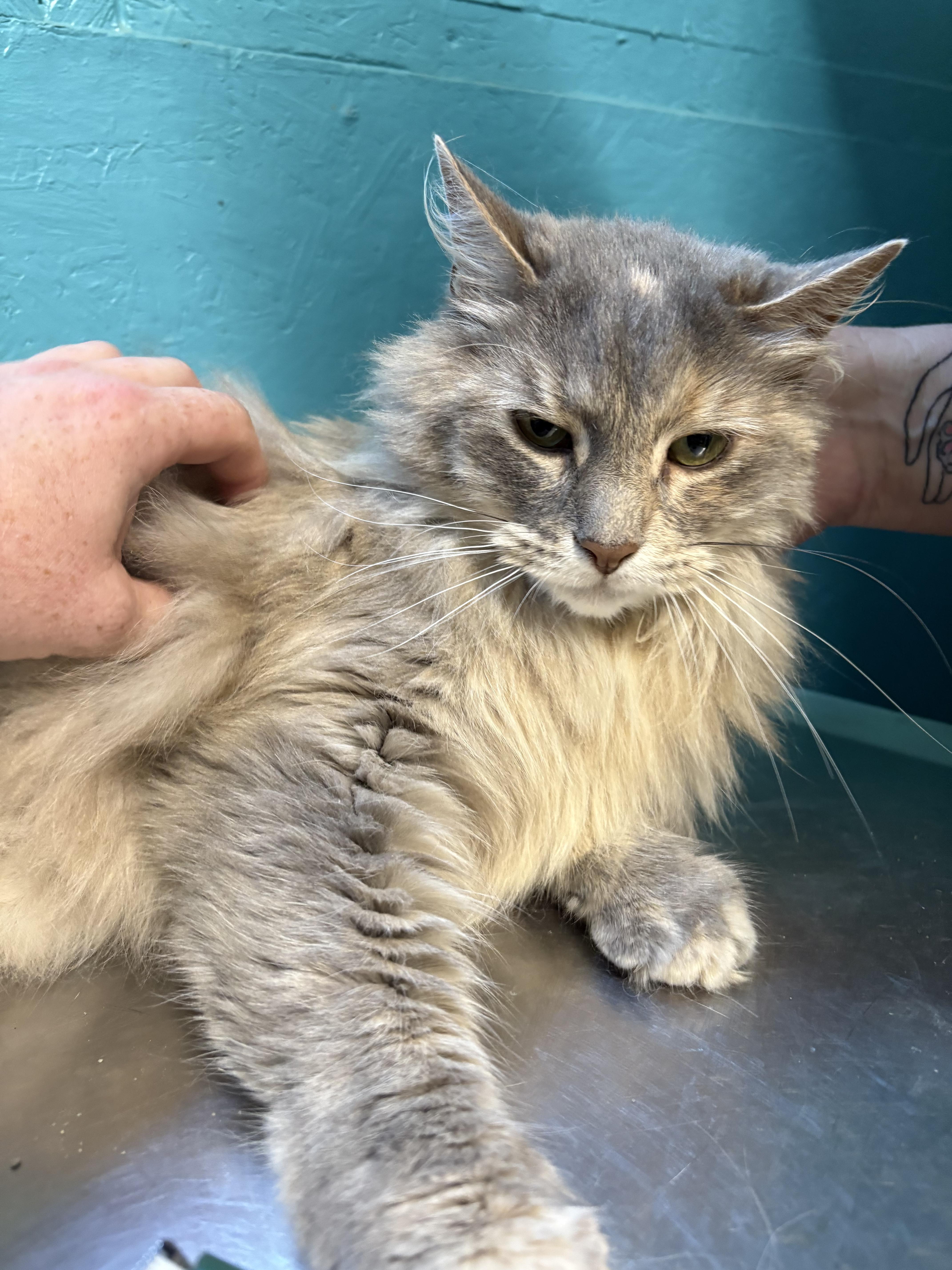 Celica, an adoptable Domestic Long Hair in Cullowhee, NC, 28723 | Photo Image 1