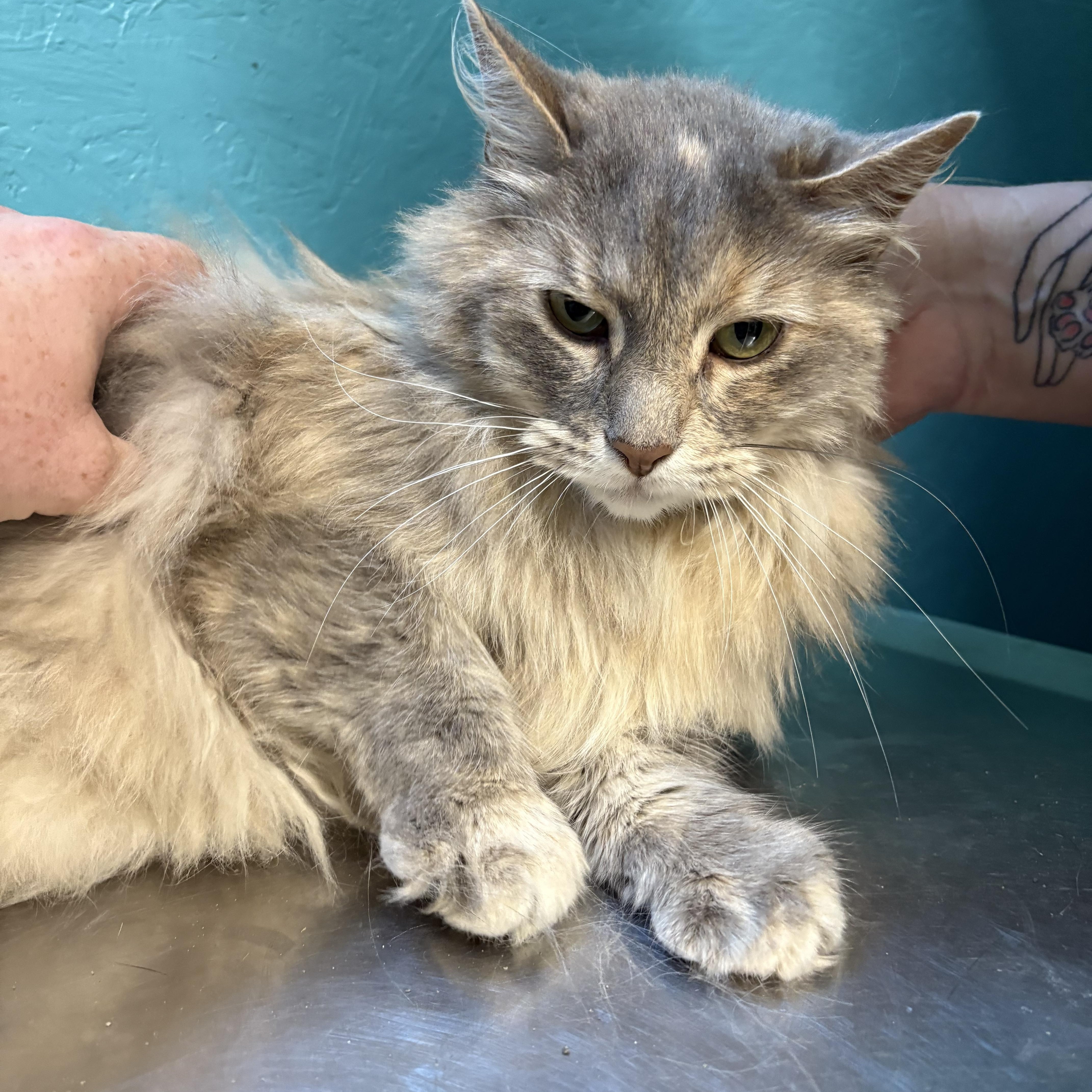Celica, an adoptable Domestic Long Hair in Cullowhee, NC, 28723 | Photo Image 2