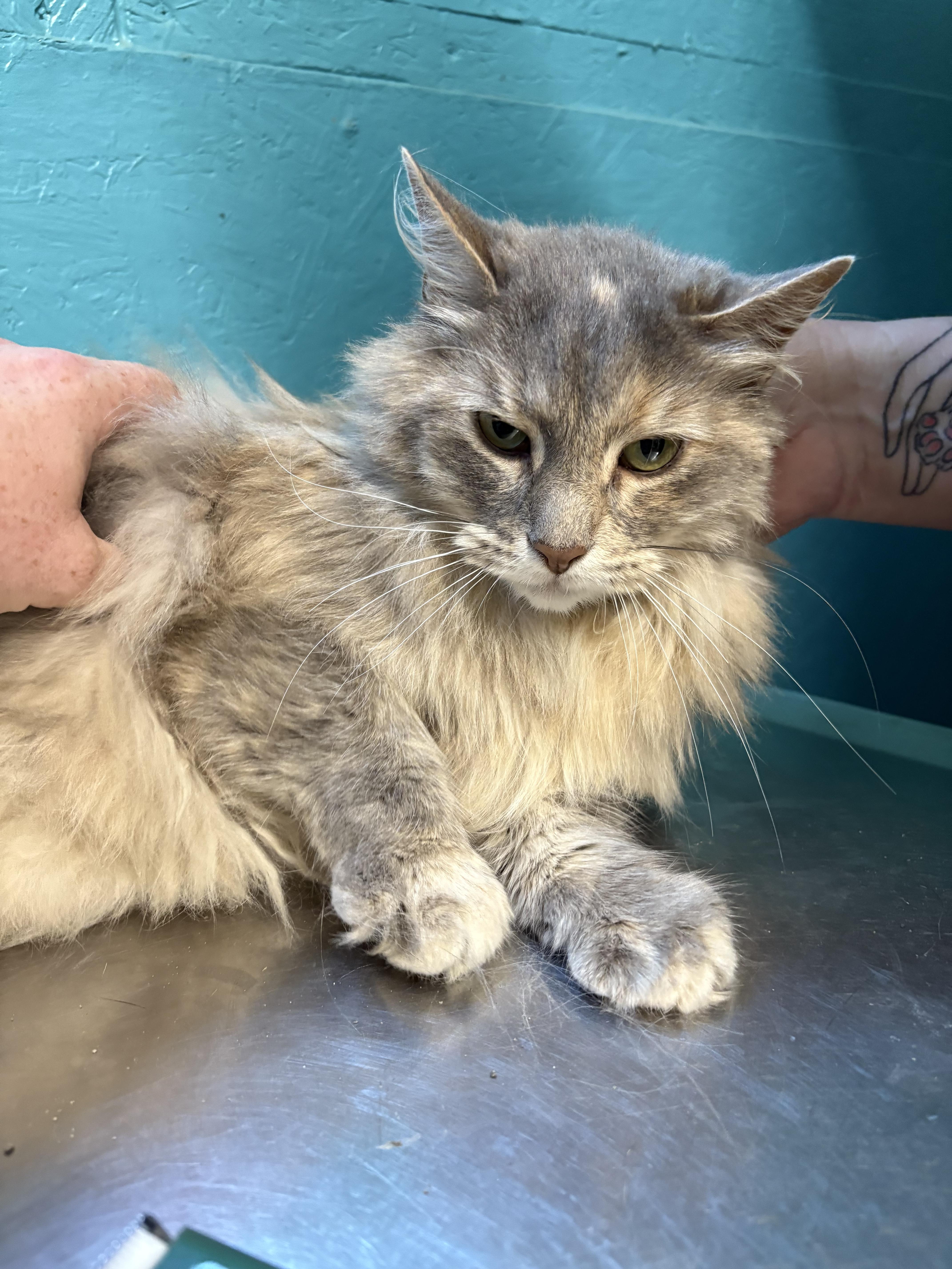 Celica, an adoptable Domestic Long Hair in Cullowhee, NC, 28723 | Photo Image 3