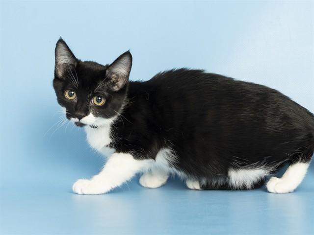 LINK, Adoptable, Kitten Female Domestic Short Hair.